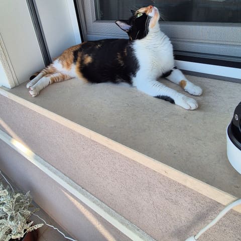 Gatto calico